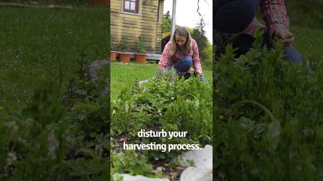Garden tasks made easy with right tool. #oscilatinghoe #vrtobilja #nihajnamotika #weeding #weeds