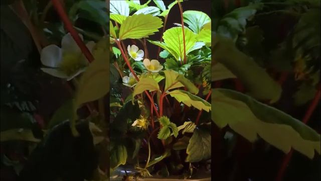 90 days from strawberry planting to fruiting