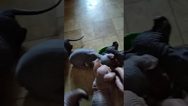 Питомник эльфов и бамбино" Половинка Моя"