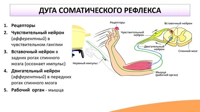 4.5. Рефлекторные дуги