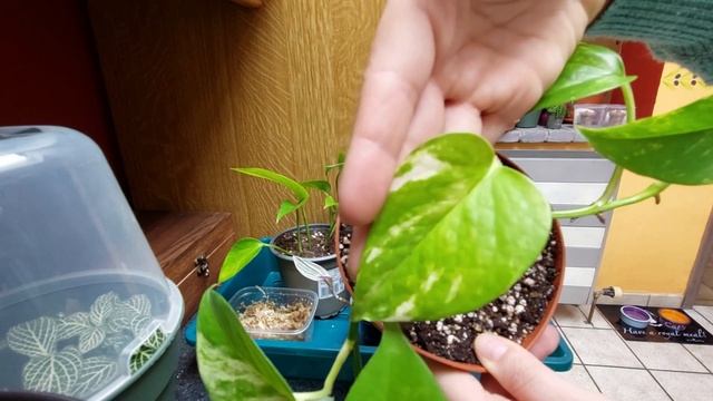 Boutures tour 🌱 | toutes mes boutures de plantes d'intérieur