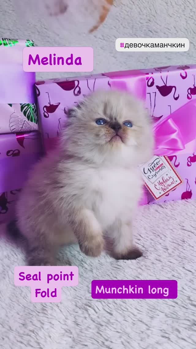 Девочка манчкин лонг Melinda 🎀 https://vk.com/okcats_40
Inst: @okcats_40 W.App/Tlg 89953272000