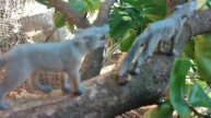 #animal kingdom disney Lion King zebra wolf gorilla elephant giraffe cheetah hippo rhino tiger