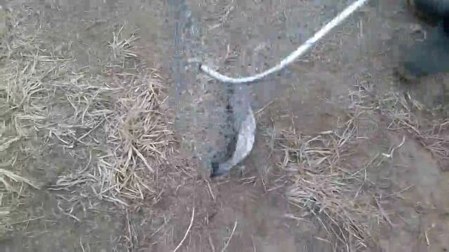 На березку. Фишка рулит.