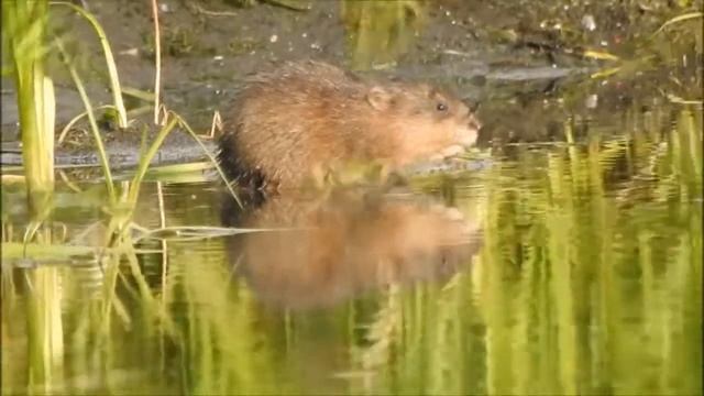 Умывайся, как я!     /  A young muskrat washes in the morning