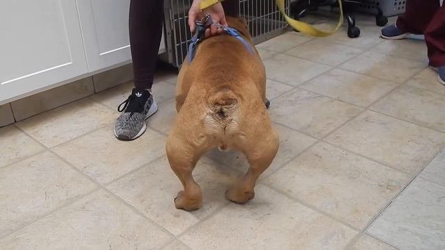 Dr. Kraemer Vet4Bulldog - Bulldog Severe Patella Luxation