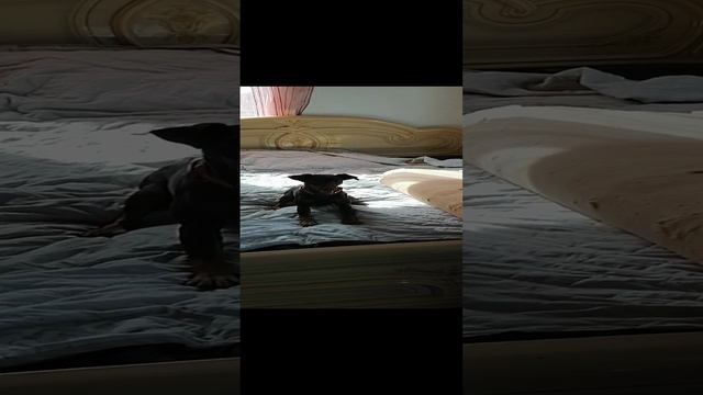 1000022085.mp4