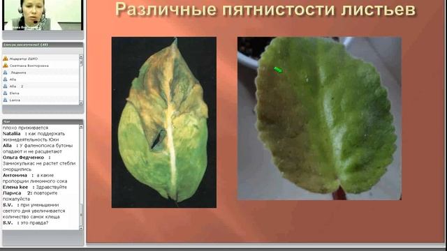 Алгоритм лечения комнатных растений