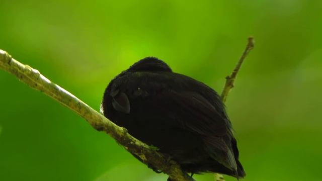 Endemic Bird Expert Costa Rica 21