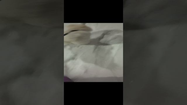 Умка пошёл гулять.