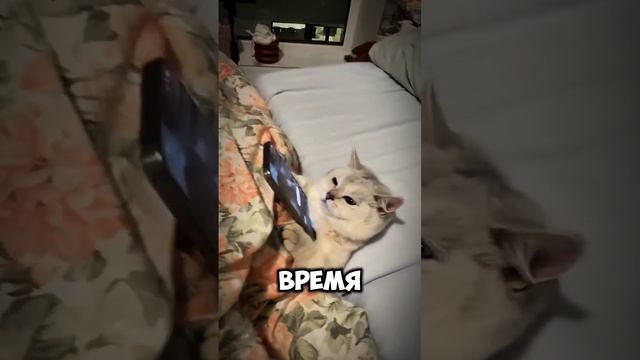 Не спишь? А время видел? У интернета корки нет, спать ложись, поздно уже... r/ #cats #psychologist #