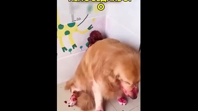 Собака заступилась за щенка, который устроил беспорядок