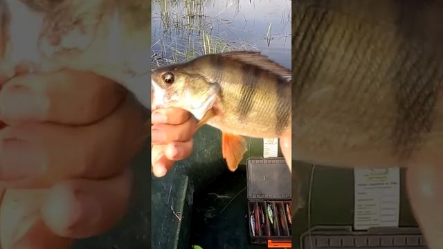 Окунь горбатый на воблер #водныйпоход #fishing #окунь #рыбалка