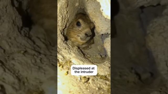 ПРИКОЛ