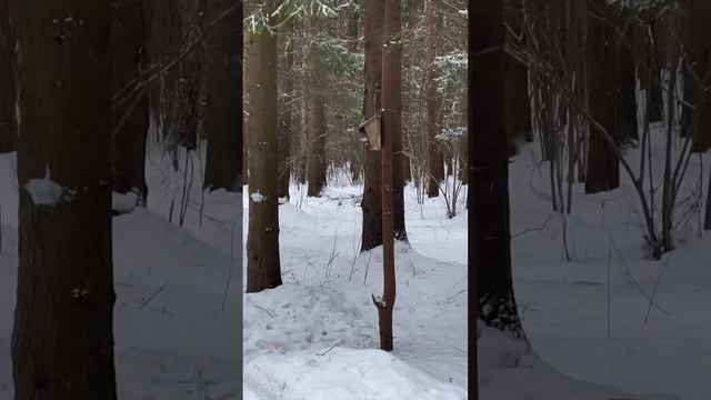 Зима Лес 🌳 Белки 🐿️