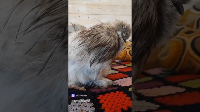 Фавероль и Silkie.