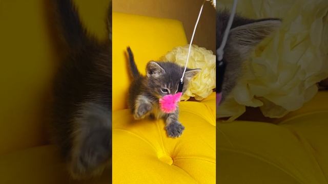 Коротколапик Рокки ❤️ https://vk.com/okcats_40
Inst: @okcats_40 W.App/Tlg 89953272000 💌