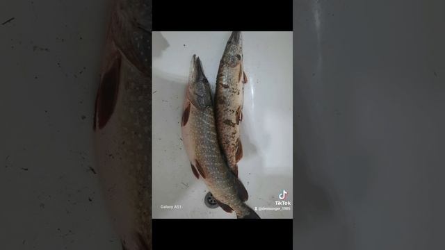 щука