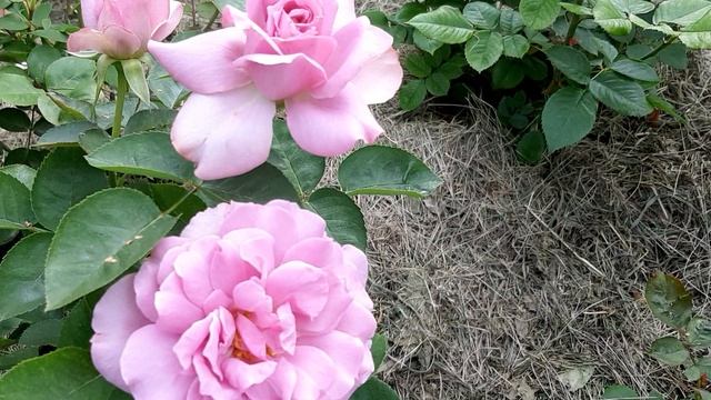 20240717_102947.mp4