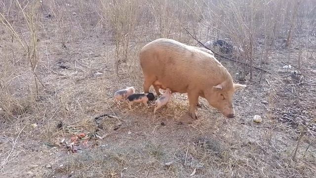 Поросята на поле в Арамболе, Гоа. 3