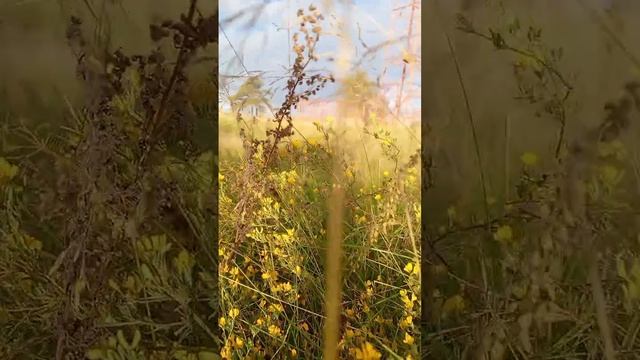 Очаровательные краски осени//Алтайский край , село Хабары//