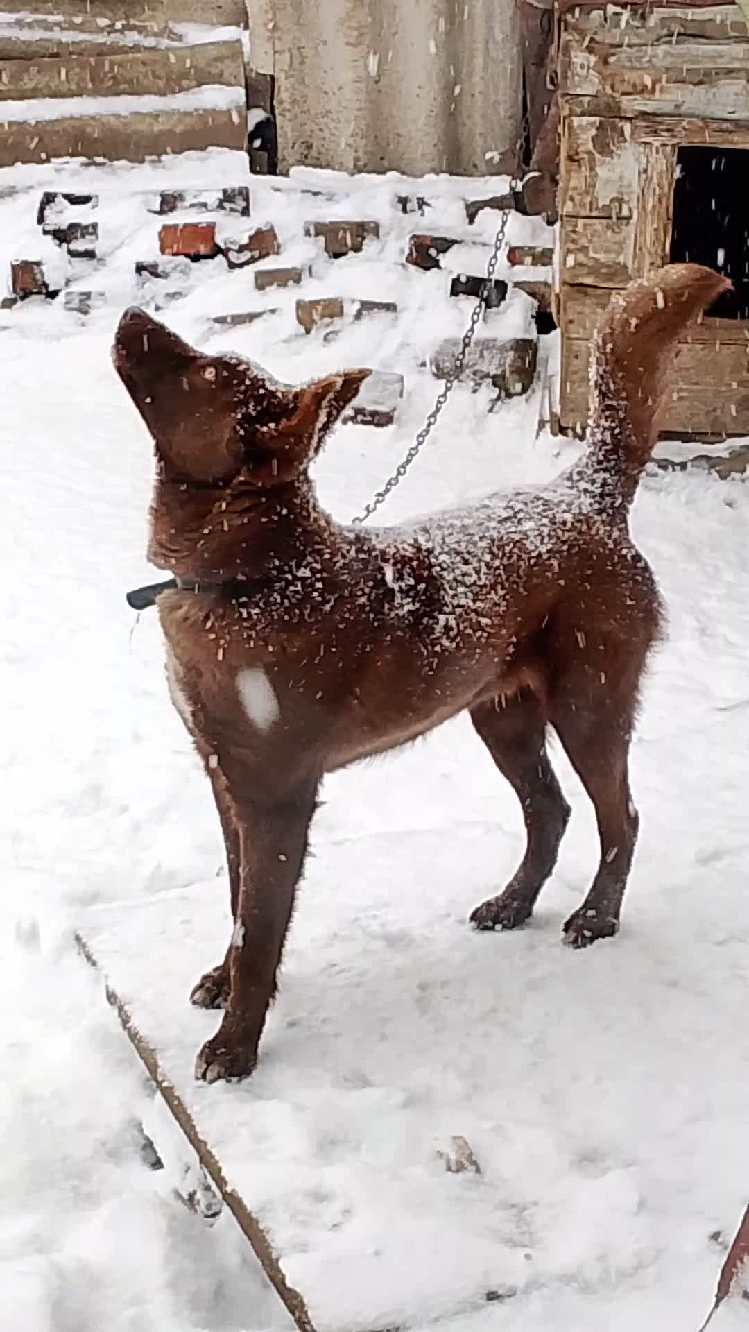 Сибирский Мишка!😁🐶 Тот, что ловит СНЕГ! Питомцы.🐕