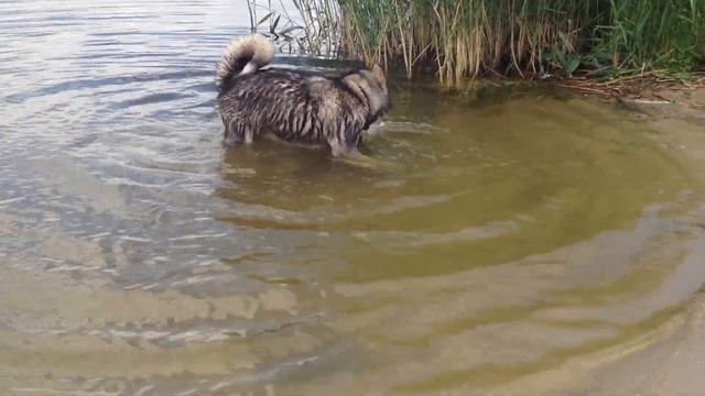 malamute playing in the water / маламут играет в воде