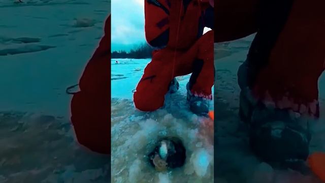 щука на жерлицу по первому льду