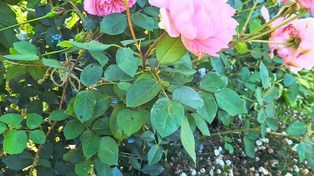 Цветут розы_ Абрахам Дерби, Парблю, Делия_, Крокус Роуз!🌹🥀🌹 Клумба с Безвременниками в саду.