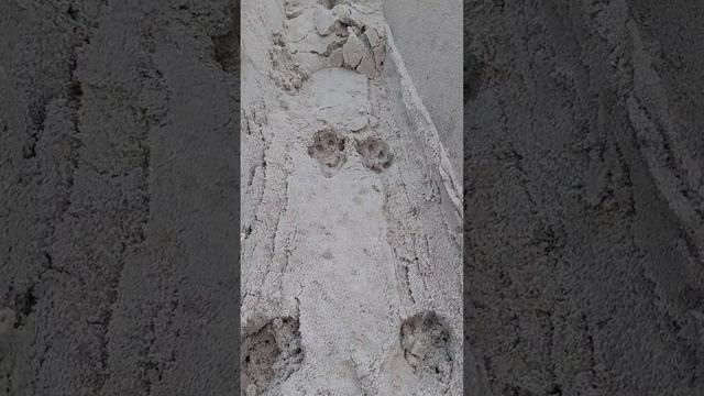 Абиссинский кот Сармат на очередной прогулке. Ростов-на-Дону.