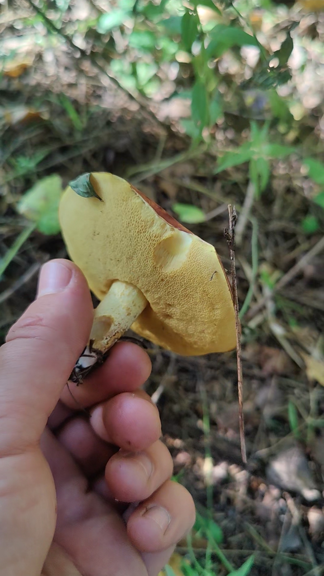 Нашел дивный маслёнок! #trending #лес #грибы #лето #природа #forest #nature #summer #mashroom