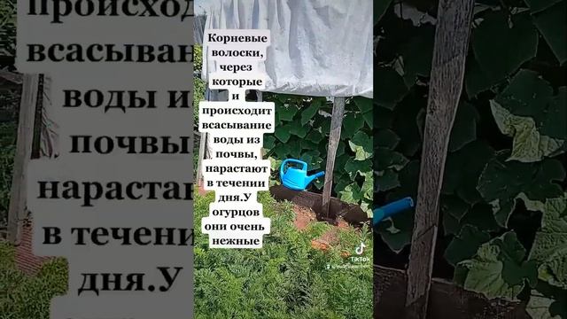 поливаем огурцы утром