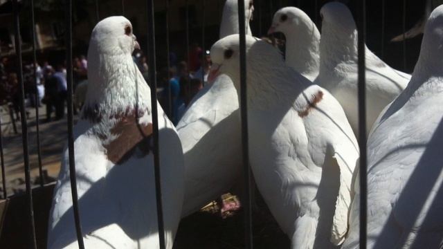 Голуби голубки на работе