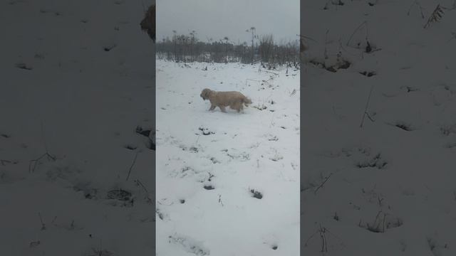 Южнорусская овчарка Мэри встречает первый снег