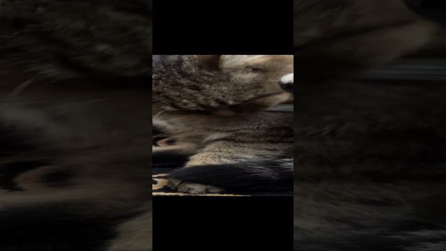 ✨ Чистота - залог здоровья!✨ Барсик
