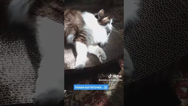 Новая когтеточка...)))