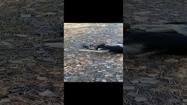 Овчарка Лайма на прогулке