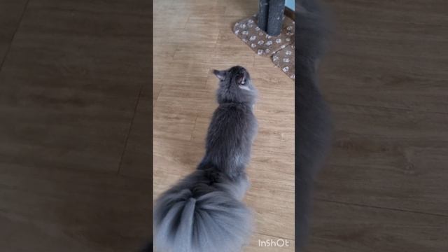 Эту Кысь надо снимать сзади