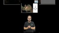 ammonotelism,ureotelism & uricotelism