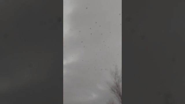 Бесконечные стаи Ворон летят на Запад. Ростов-на-Дону.