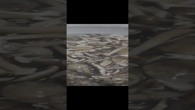 1000006995.mp4