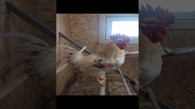 Хайсекс Браун пение петуха