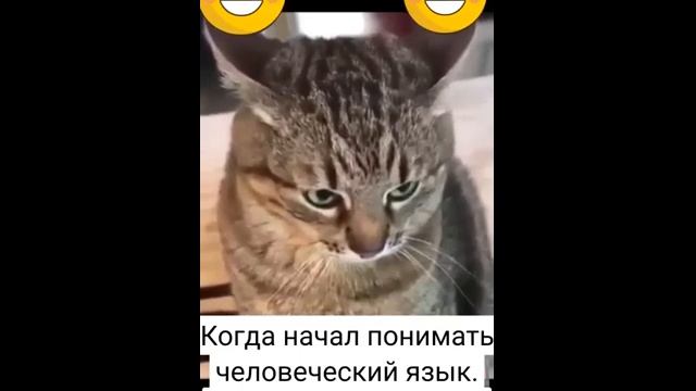 Хозяйка отчитывает кота