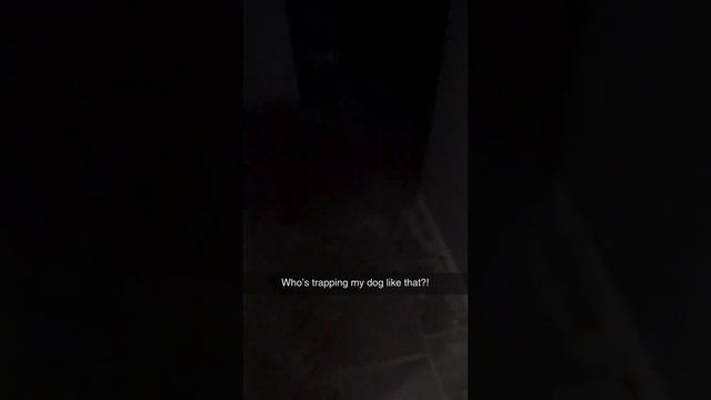 Ужасный монстр из тьмы чуть не утащил собаку...