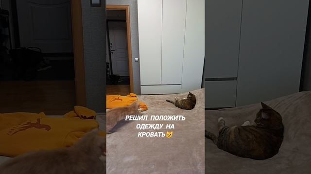 котики