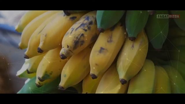 BANAN HAQIDA QIZIQARLI FAKTLAR