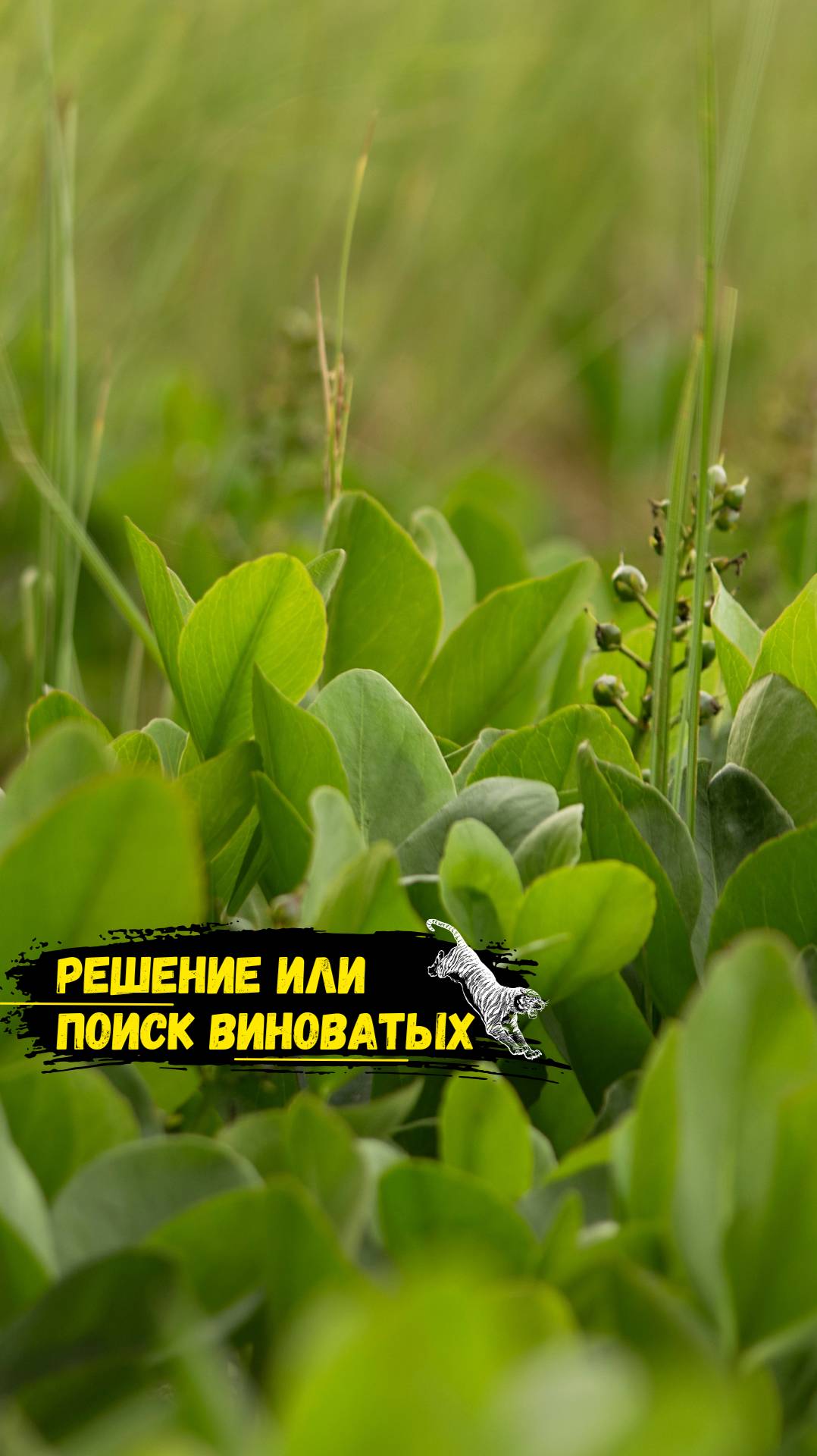 Решение или поиск виноватых.