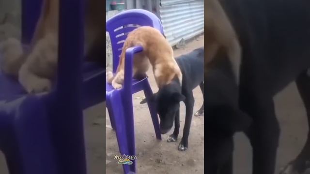 Наглость - второе счастье для тех, у кого нет котлеты... #funny #holidayhouse #море #cat #dog