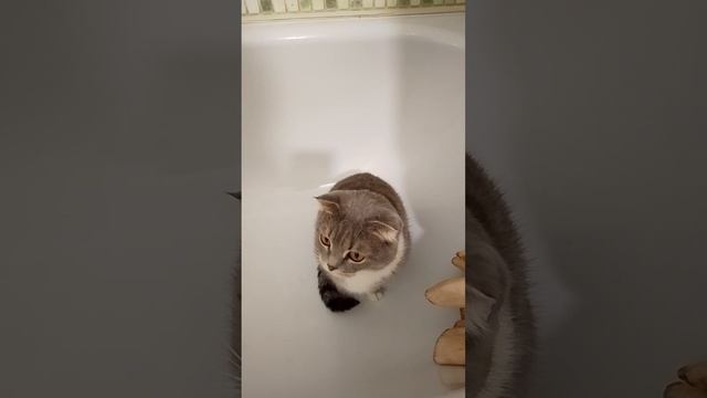 Залезла и сидит