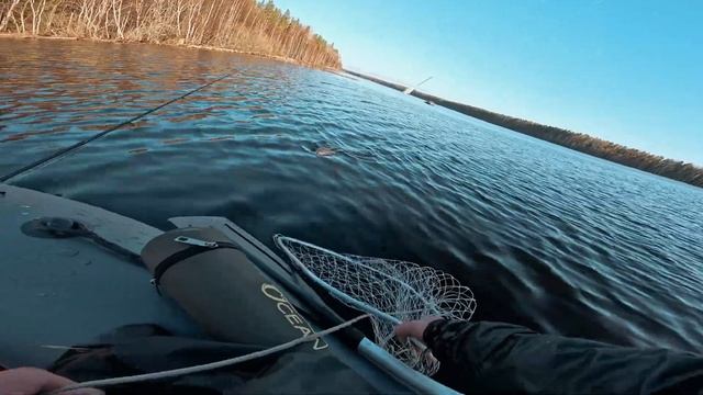 форель  беглянка на спиннинг)